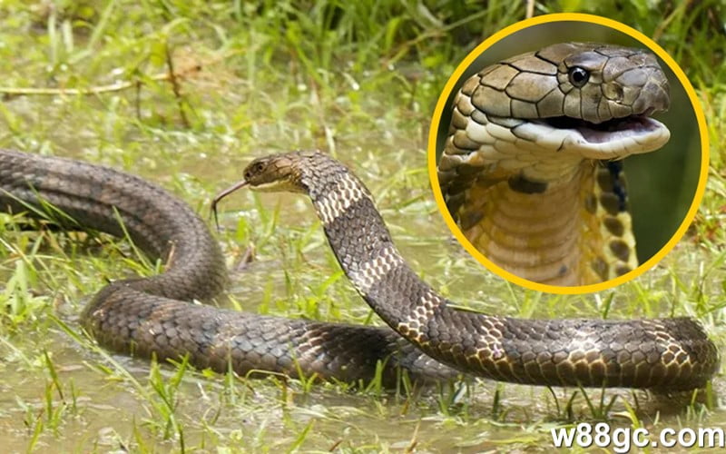 Nằm ngủ mơ thấy rắn thì nên đánh con đề gì? 